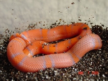 2005 Extreme Hypo honduran