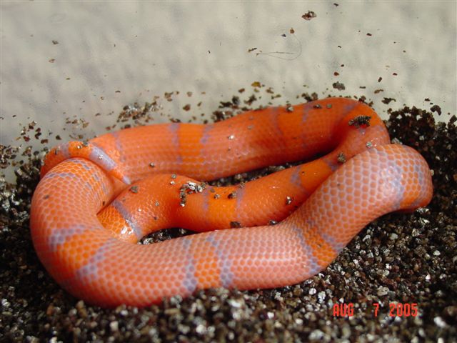 2005 Extreme Hypo honduran