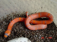 2005 Extreme Honduran (3rd pic)