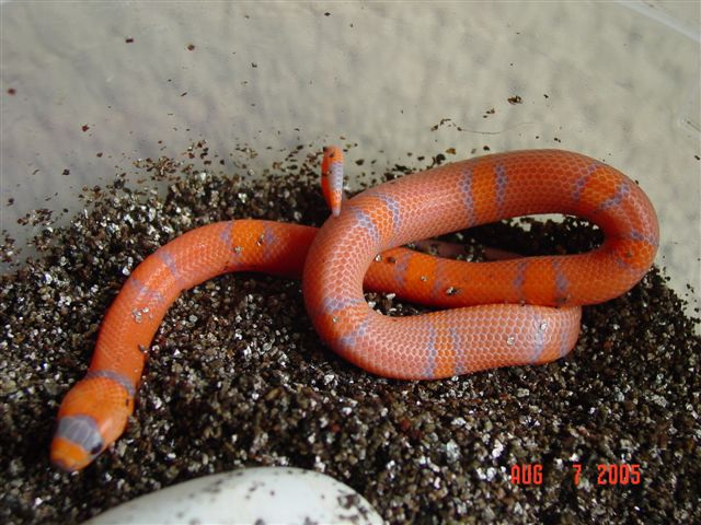2005 Extreme Honduran (3rd pic)
