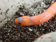 2005 Extreme Hypo honduran (pic 2)