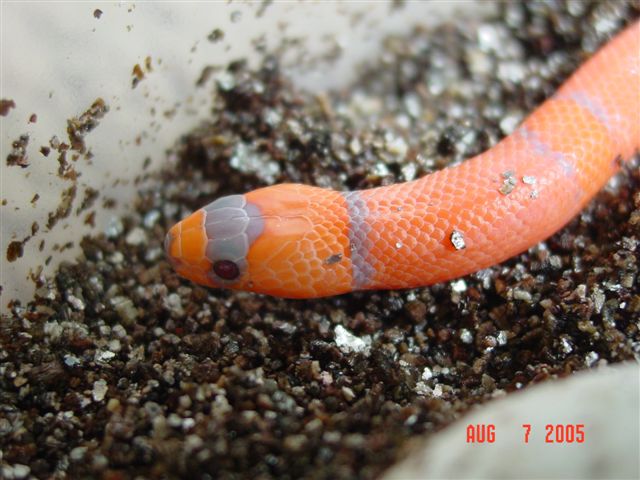 2005 Extreme Hypo honduran (pic 2)