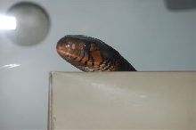 Indigo peeking