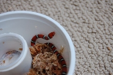 Coastal Plains Milksnake (3)