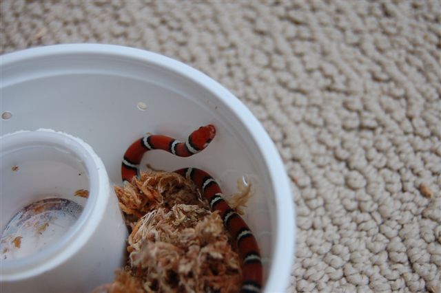Coastal Plains Milksnake (3)