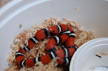 Coastal Plains Milksnake