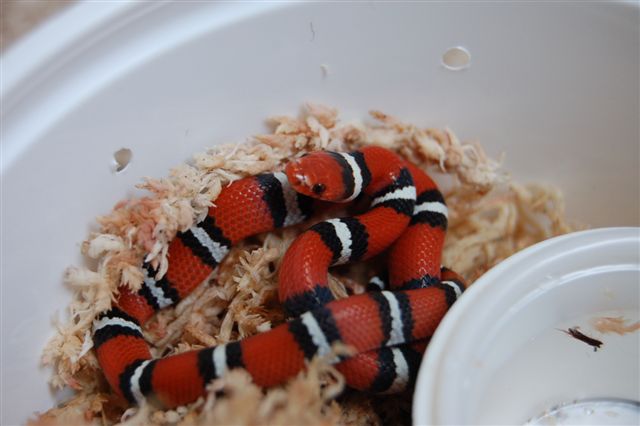 Coastal Plains Milksnake