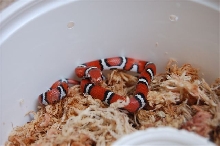Coastal Plains Milksnake (2)