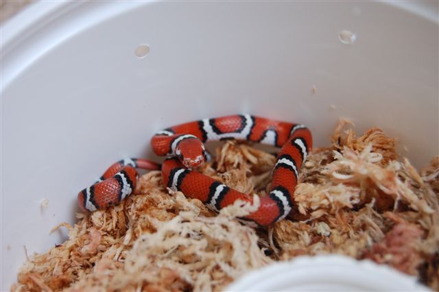Coastal Plains Milksnake (2)
