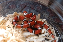 Coastal plains milksnake