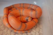2006 Extreme hatchling