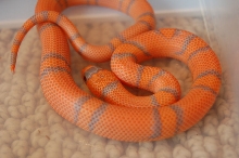 2006 Extreme hatchling (2)