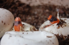 2006 Extreme hatching