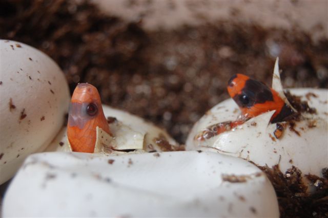 2006 Extreme hatching