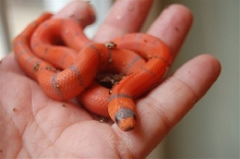 2006 Extreme hatching (female)