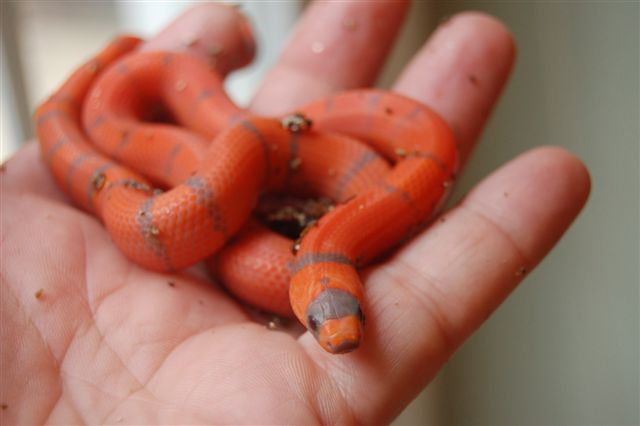 2006 Extreme hatching (female)