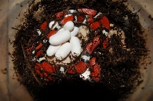 Coastal eggs