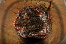 2007 Tyrrells hatching