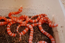 2008_tang_albino_1