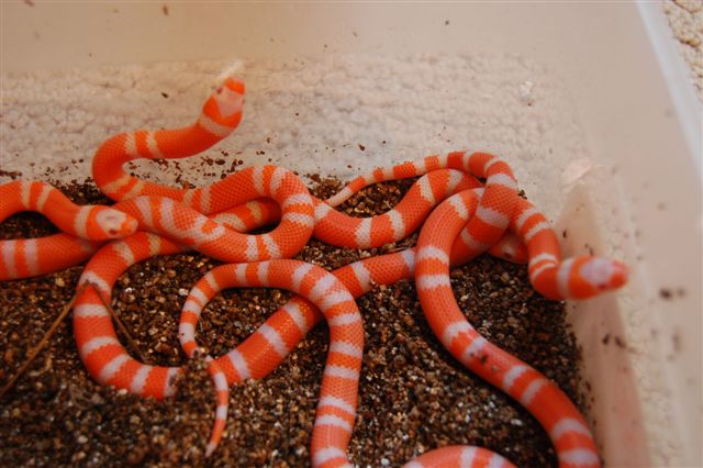 2008_tang_albino_1