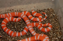 2008_tang_albino_2
