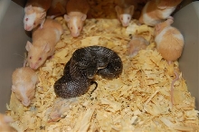 not a milksnake