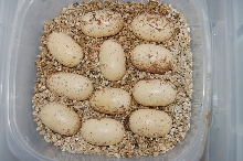 Texas Indigo eggs