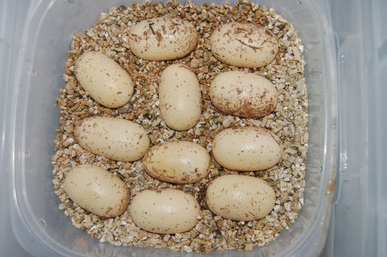 Texas Indigo eggs
