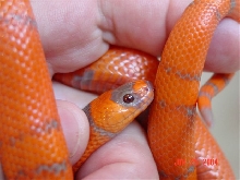 Super Hypo headshot