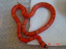 Pinstripe honduran
