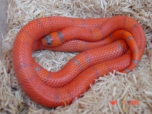 Super-hypo honduran
