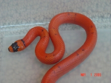 Vanishing pattern hypo