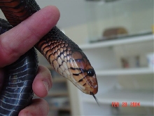 Eastern Indigo