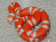 Tangerine Albino female