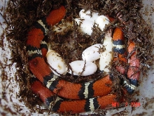 Tyrrell with eggs