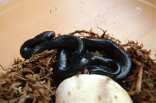 Indigo-black