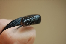 Black Indigo