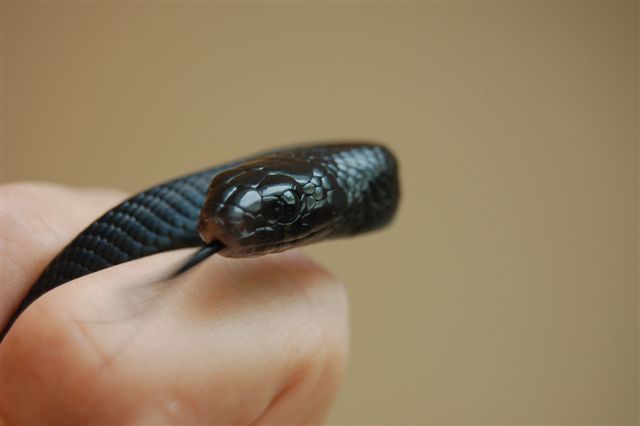 Black Indigo