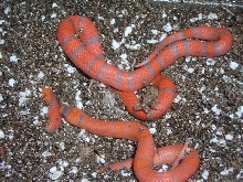 2007_extr2