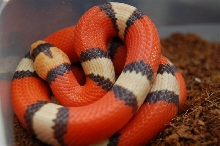 tricolor hypo