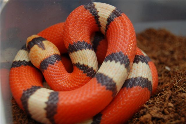 tricolor hypo