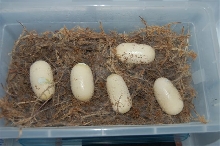 Texas Indigo eggs