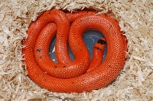 vanishing hypo