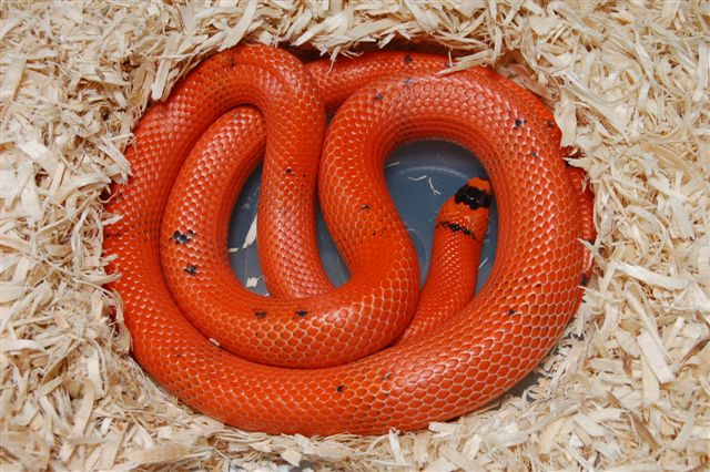 vanishing hypo