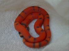 Vanishing hypo