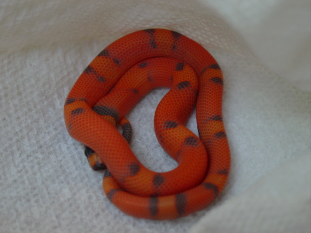 Vanishing hypo