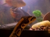 Bodhi as a hatchling