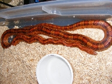 corn het. anery