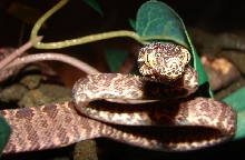 Close-up strike