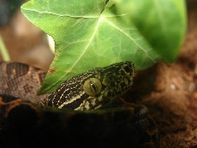 Hiding under a leaf